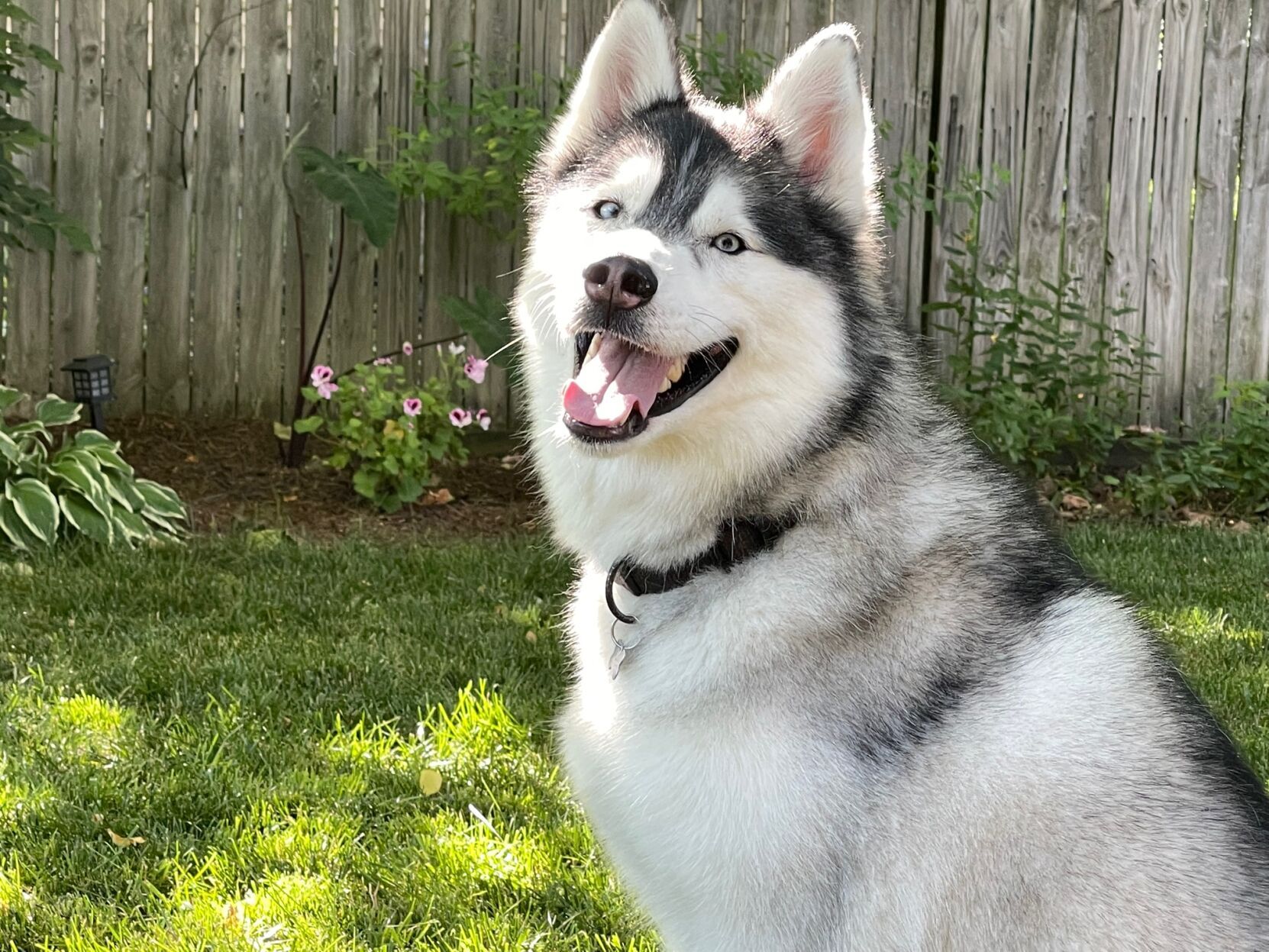 Good boy pose 1